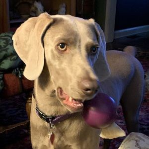 Meet your Posher, Betsy